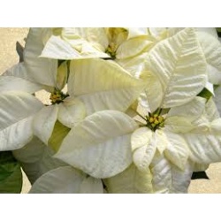 Poinsettia White  8'' Pot 