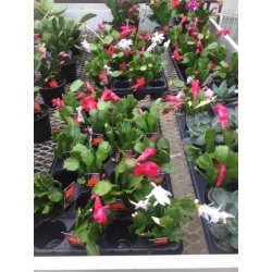 Christmas Cactus 6'' pot Assorted Colours  