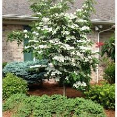 Cornus X Venus Flowering Dogwood Tree 7gal 150cm